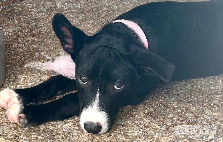 Cão em busca de um novo lar - Crédito: divulgação 