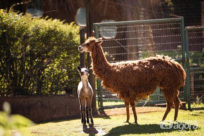 Filhote de alpaca nasceu no Parque Ecológico  - Crédito: divulgação