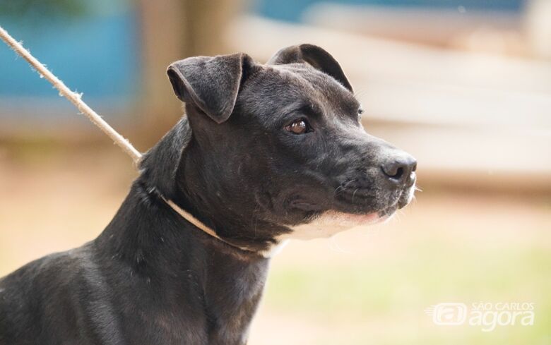 Cachorro adoção - Crédito: divulgação