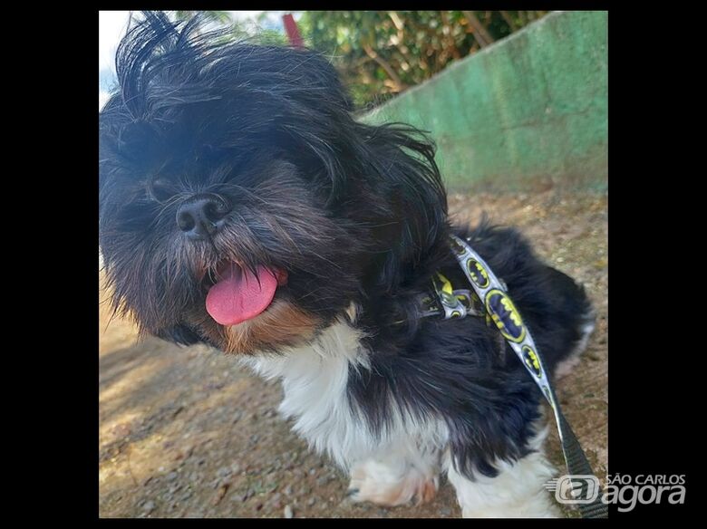Homenagem da Funerais Pet a cachorrinha Florzinha - 