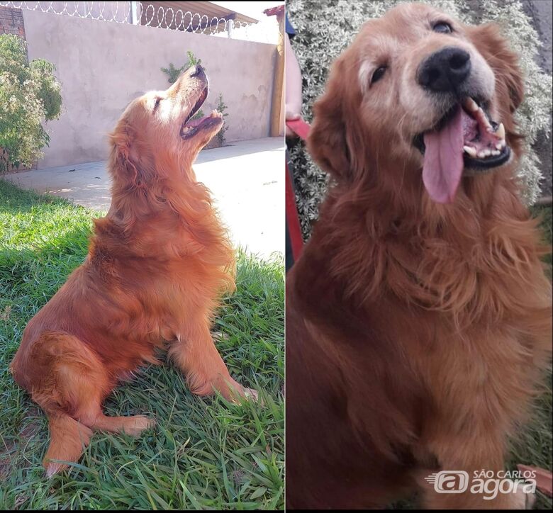 Homenagem da Funerais Pet ao cachorrinho Jhony e a pet  Pan Baby - 