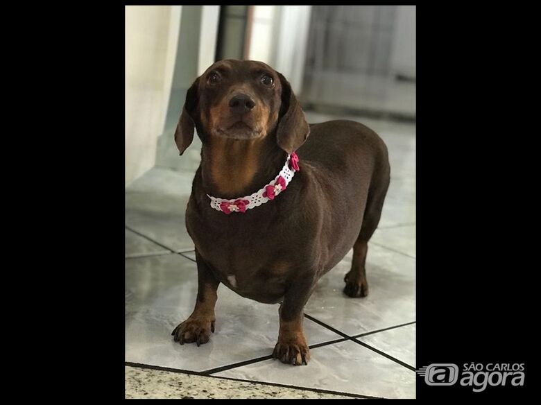 Homenagem da Funerais Pet a cachorrinha Mayla - 