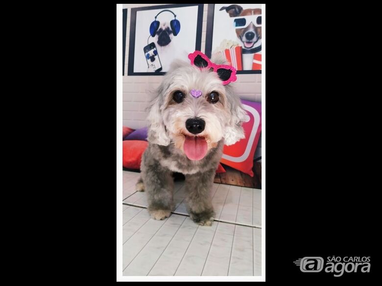 Homenagem da Funerais Pet a cachorrinha Laika Joaquina - 