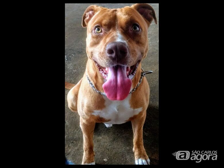 Homenagem da Funerais Pet ao cachorrinho Baruk - 