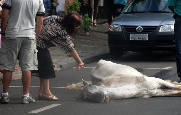 Cavalo não suportou e acabou falecendo nesta madrugada -