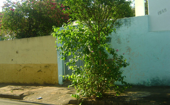 Casa no Centro de São Carlos abrigava carros furtados e roubados. -