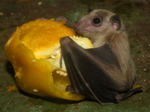 Morcego frugívoro. (Foto: Divulgação) -