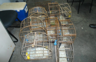 Gaiolas onde estavam os pássaros apreendidos (Foto: Polícia Ambiental/Divulgação) -