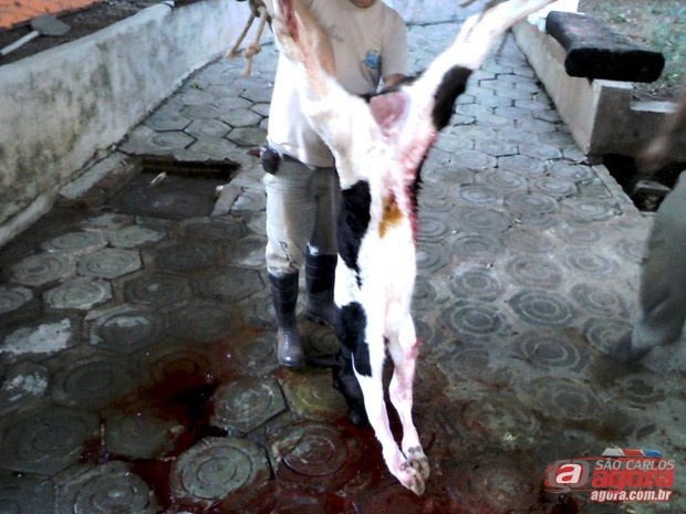 Abate cruel no Parque Ecológico. (Foto: Divulgação/Facebook) -