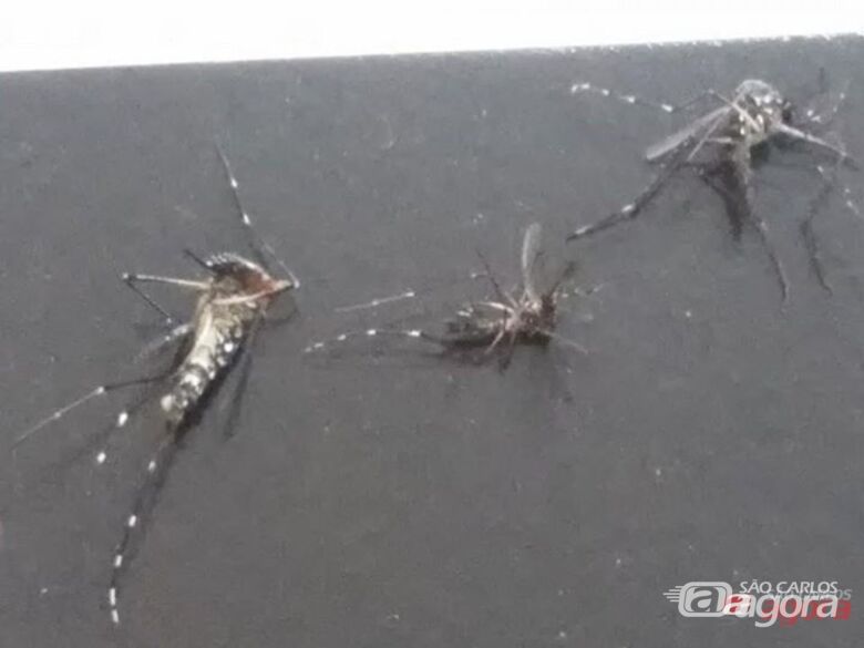 Fotos dos mosquistos da dengue mortos pela leitora. (foto Divulgação). - 