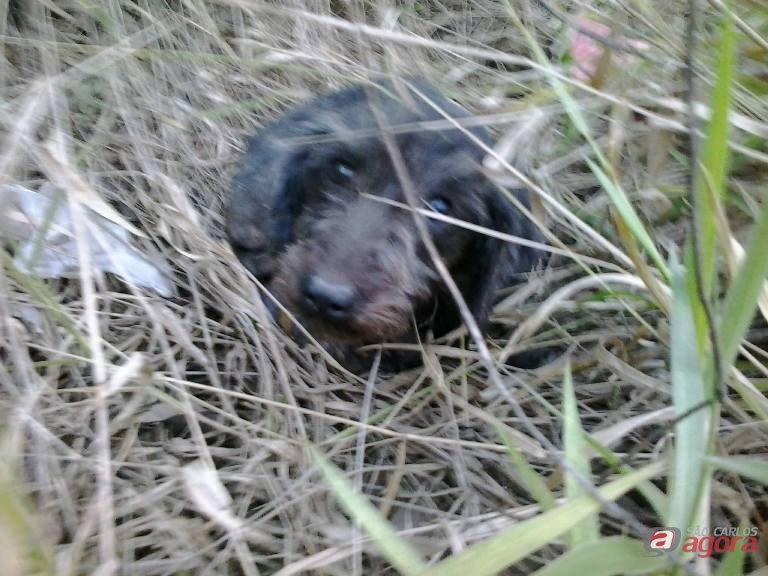 A pequena Cristal: abandonada em um terreno abandono no Embaré, foi salva por dois ‘anjos de plantão’. Fotos: Divulgação -