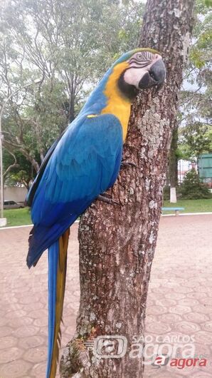 Foto: Divulgação - 