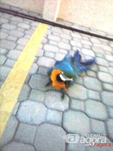 Foto: Divulgação - 