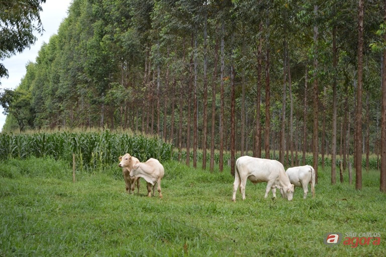 Foto: Divulgação -