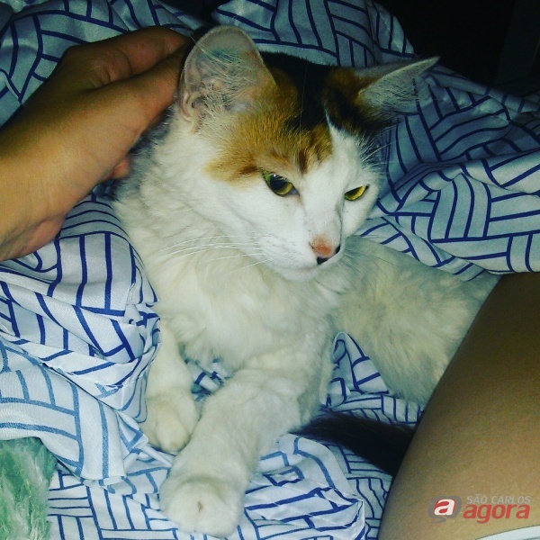 Foto: Divulgação -