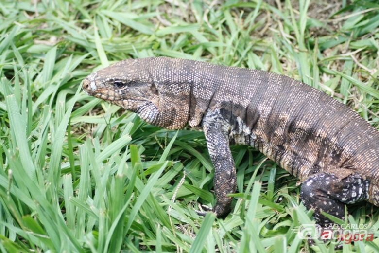 Lagarto Teiú, espécie de réptil tipicamente brasileira. Foto: Equipe de pesquisadores - 