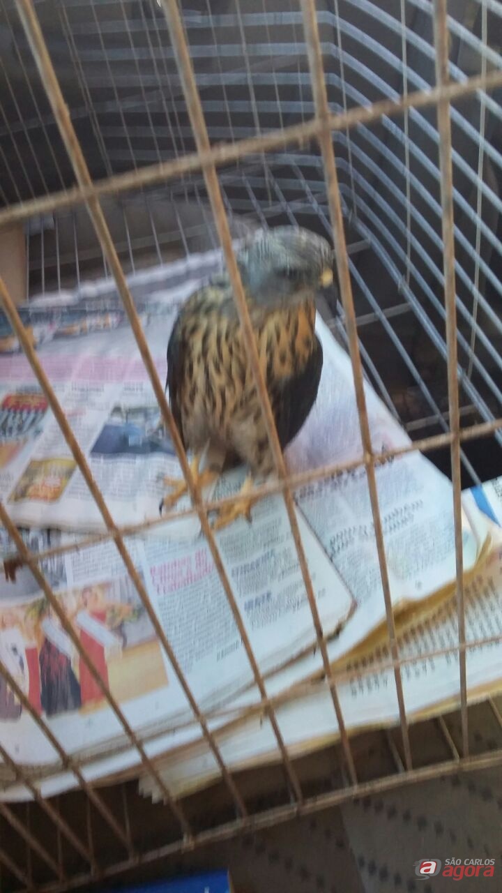 Gavião foi devolvido ao Parque Ecológico. (foto Divulgação) -