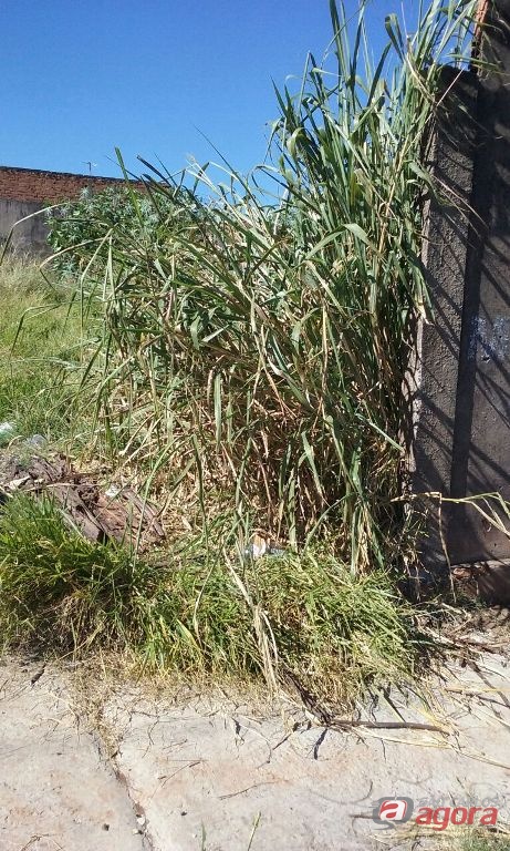 Foto: Divulgação -