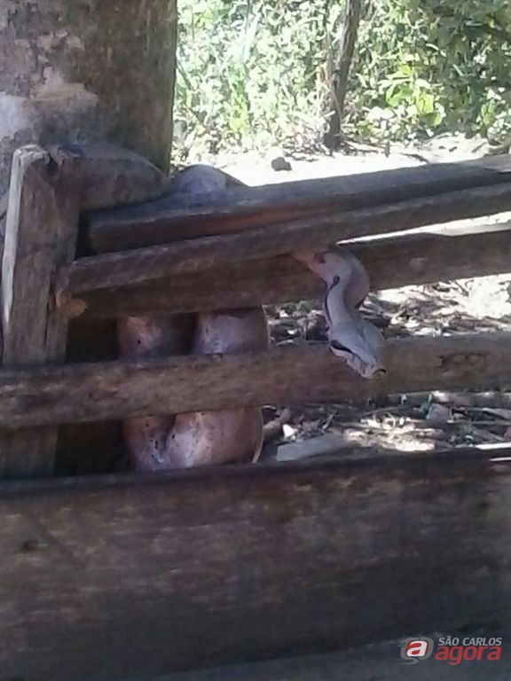 Foto: Divulgação -