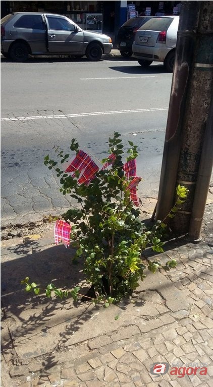 Foto: Divulgação -