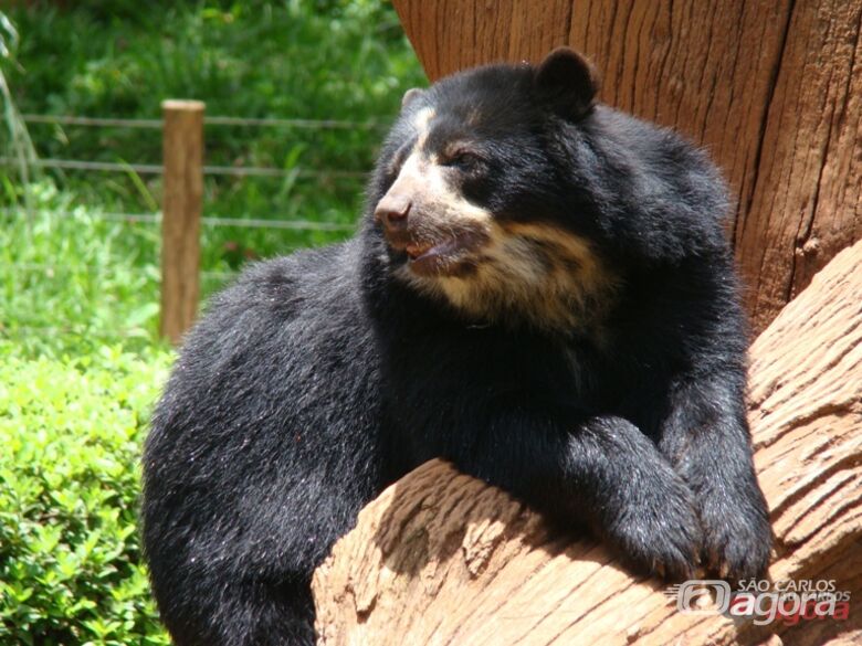 Foto: Divulgação - 