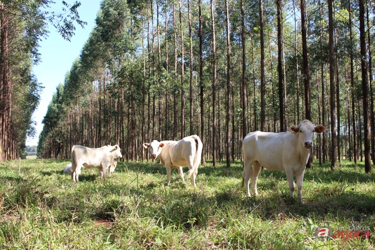 Foto: Divulgação -