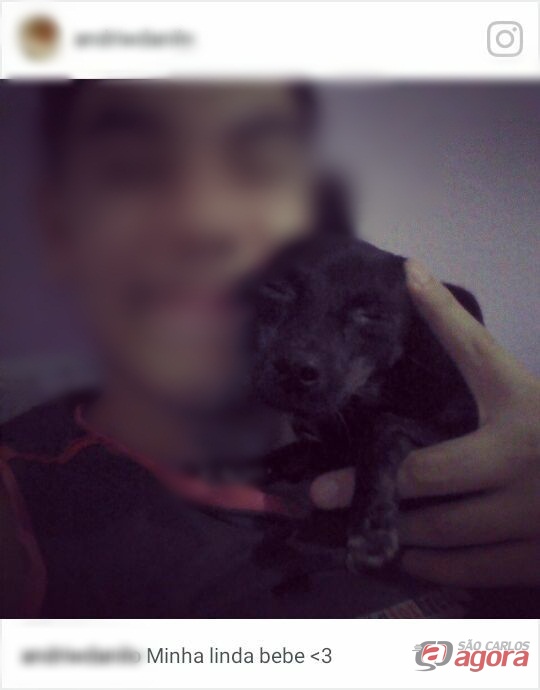 cadelinha Rihanna foi encontrada morta perto do CDHU. -