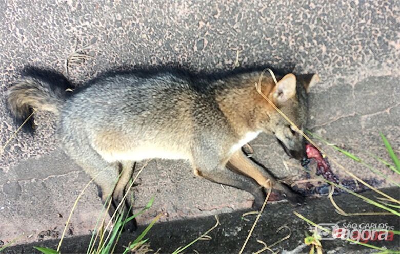 Animal pode ter sido envenenado. (foto Colaboração) - 