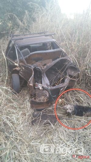 Motorista morre em acidente e cachorro permanece ao lado do carro - 