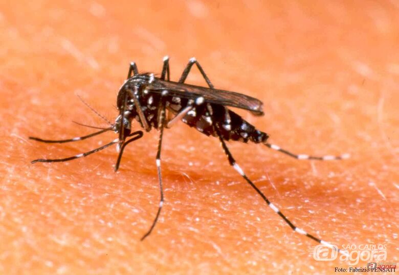 Pernilongo comum também pode transmitir o vírus Zika -