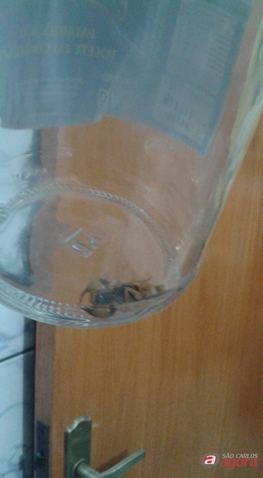 Moradora encontra escorpião dentro de casa no Santa Angelina -