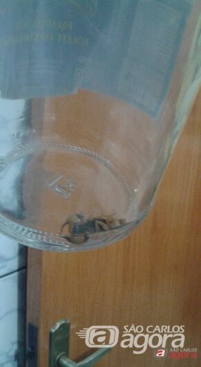 Moradora encontra escorpião dentro de casa no Santa Angelina - 