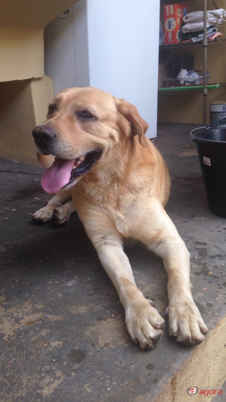 Labrador é encontrado na região central -
