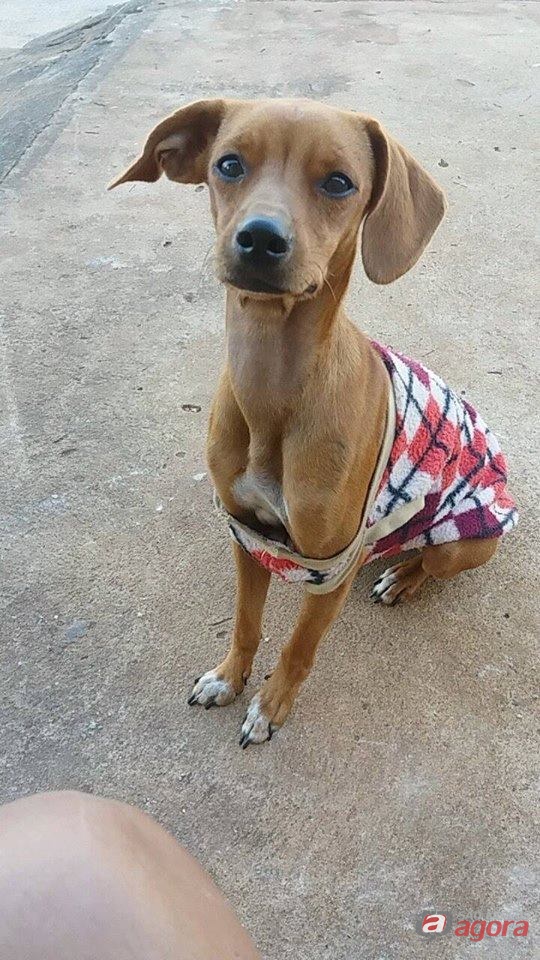 Cachorrinha desaparece no centro da cidade -