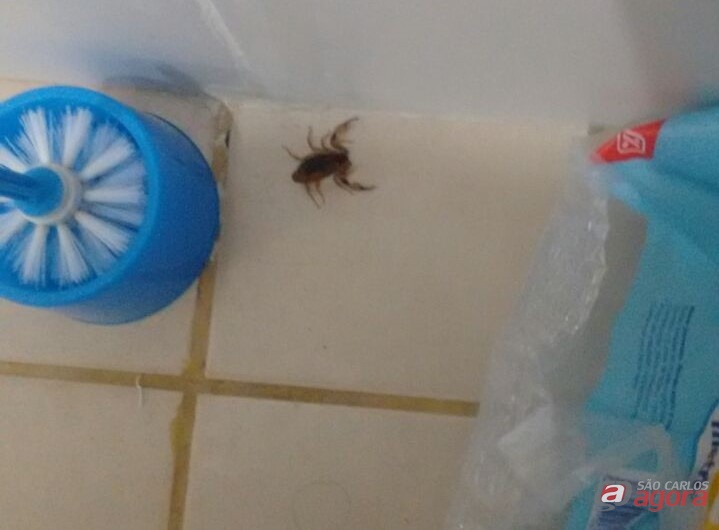 Foto: Divulgação -