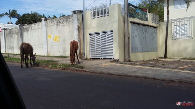 Foto: Divulgação -