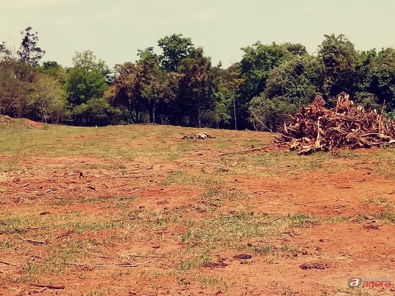 Vaca é encontrada agonizando em pasto onde égua precisou ser sacrificada -