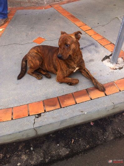Cachorro está perdido na região da Santa Casa -