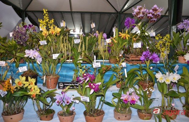 3ª Orquídea na Praça acontece neste final de semana na Praça XV -
