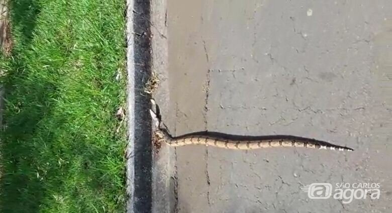 Cobra é vista "passeando" pela UFSCar; veja o vídeo - 