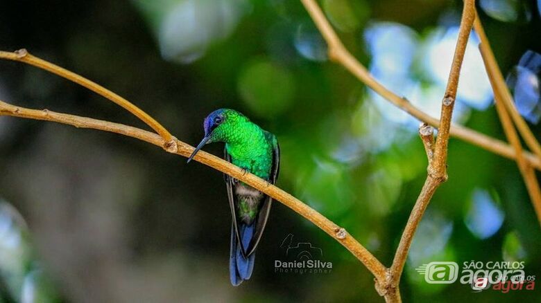 Exposições “Aves de São Carlos” e “Bio no Parque” movimentam o Parque Ecológico neste fim de semana   - 