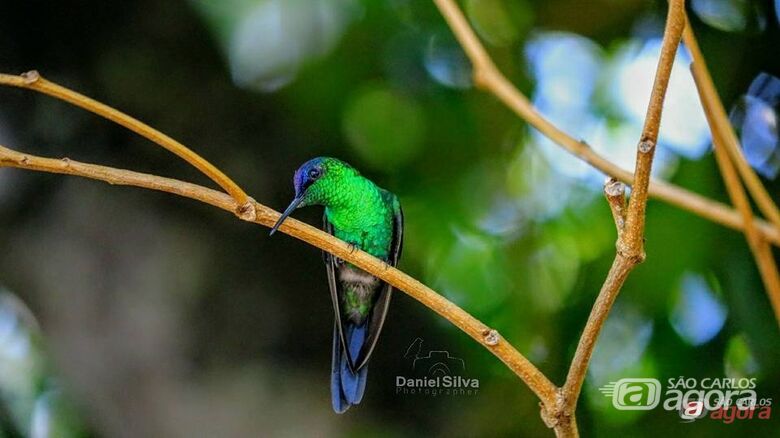 Exposições “Aves de São Carlos” e “Bio no Parque” movimentam o Parque Ecológico neste fim de semana -
