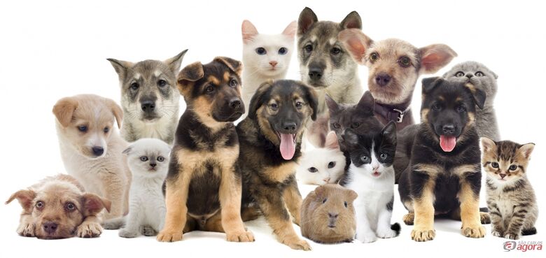 1º Pet Day acontece neste domingo em São Carlos -