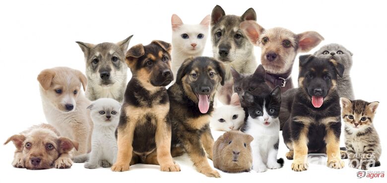 1º Pet Day acontece neste domingo em São Carlos - 