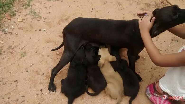 Foto: Divulgação -