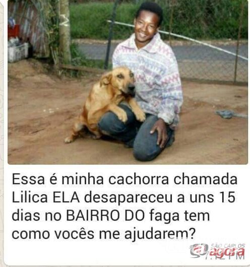 Lilica, a cachorra que leva comida aos seus companheiros está desaparecida -