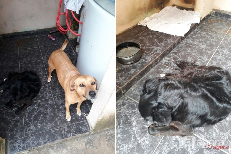 Mulher que teria abandonado cães disse que tudo não passou de um mal entendido -