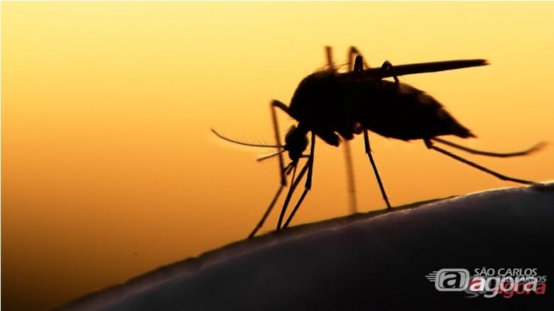 Dengue: São Carlos registra 32 casos positivos da doença - 
