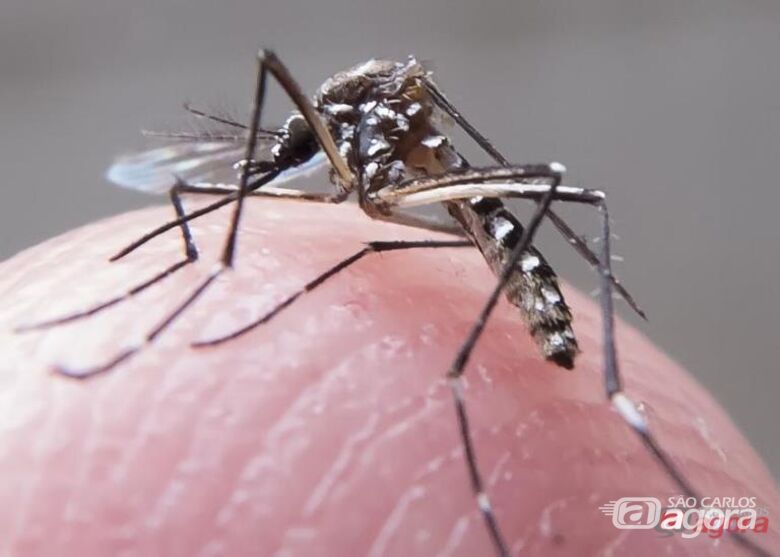 São Carlos corre risco de nova epidemia de dengue, alerta vereador Dimitri - 