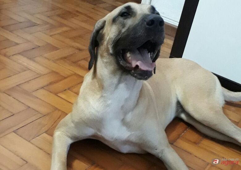 Foto: Divulgação -